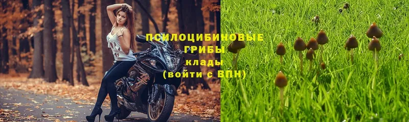 Галлюциногенные грибы Psilocybe  Артёмовский 